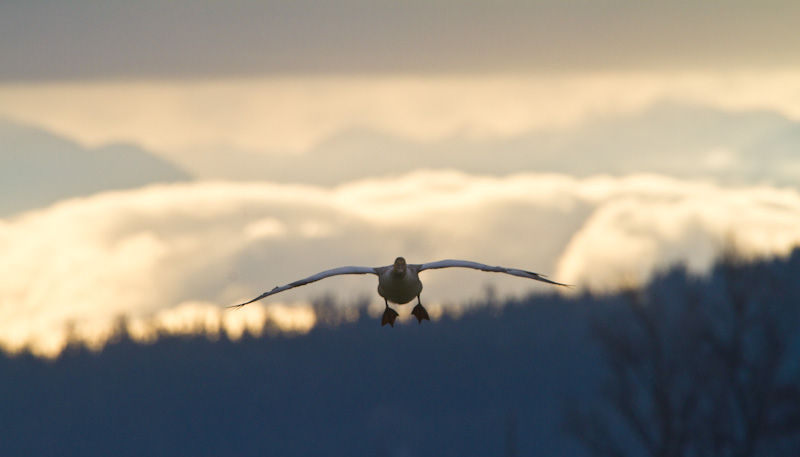 Snow Goose In Flight